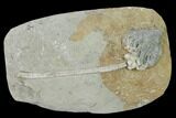 Fossil Crinoid (Cyathocrinites) - Crawfordsville, Indiana #135545-1
